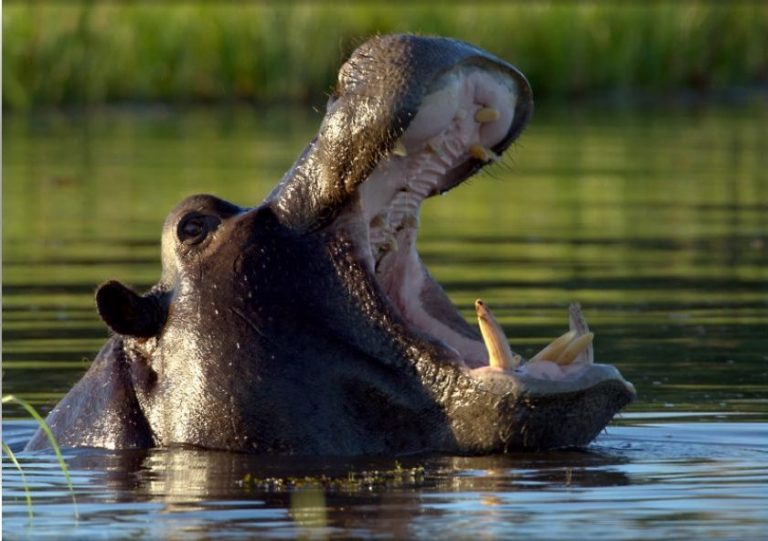 Hippo in Kruger National Park